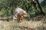 SETTER ANGLAIS 202